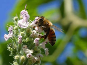 A honeybee is on a cluster of small, light purple flowers.