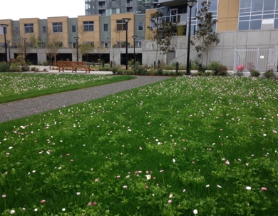 A grassy area with small white and pink flowers, a paved path, and a park bench.