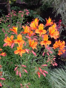 Orange and reddish-orange flowers with green foliage.