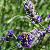 Close-up of purple lavender flowers with a bee.