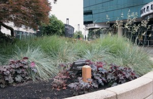 Moda Center’s landscape is being renovated to emphasize local and drought tolerant species.