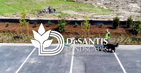DeSantis landscape