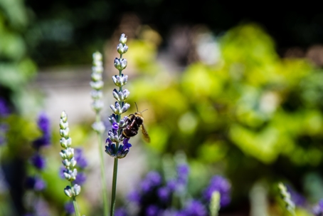A bee is on a lavender flower.