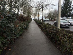 A paved walkway lined with bushes and trees