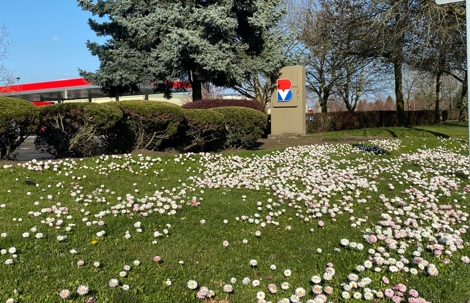 flowering lawn