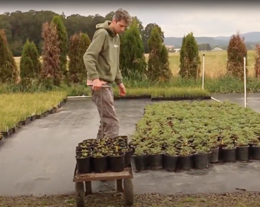 A person is pushing a cart with small plants in black pots.