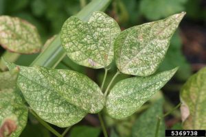 Spider mite damage
