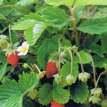 strawberry