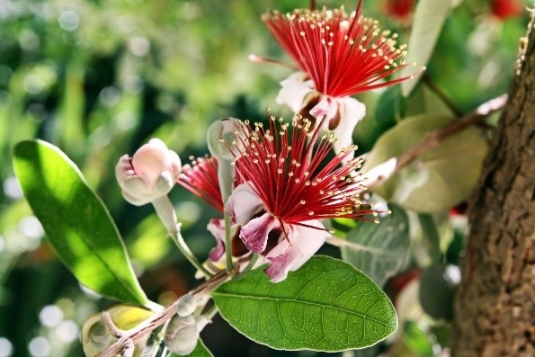 Pineapple Guava
