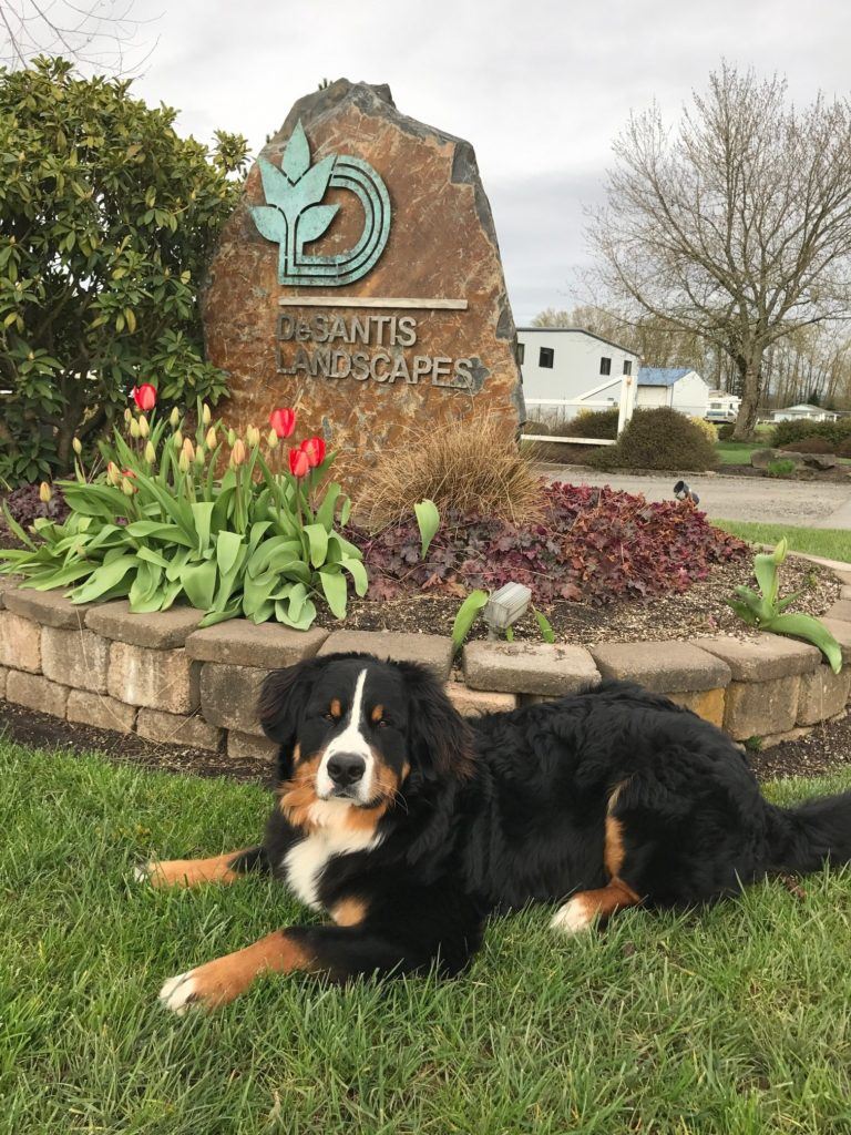 DeSantis Landscapes Chief Happiness Officer, Baron. 