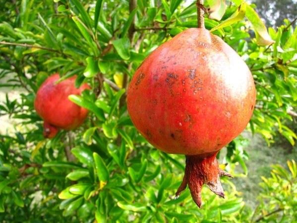 Pomegranate